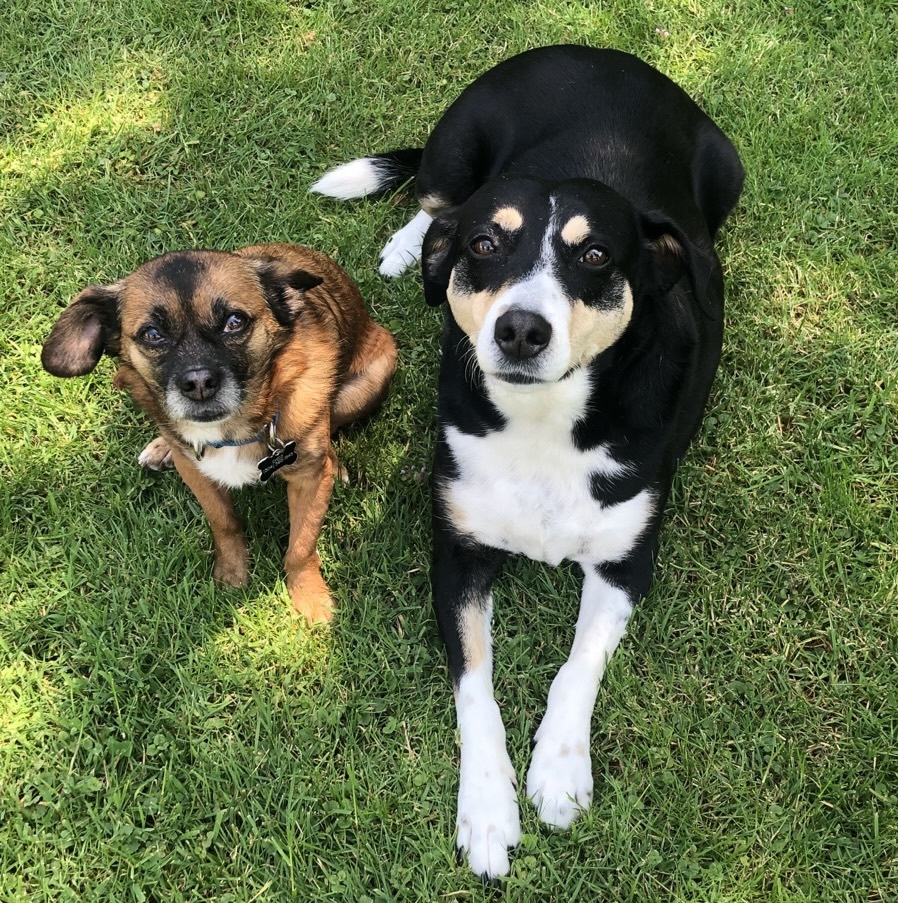 Two dogs sitting together on the grass during Club Manners class