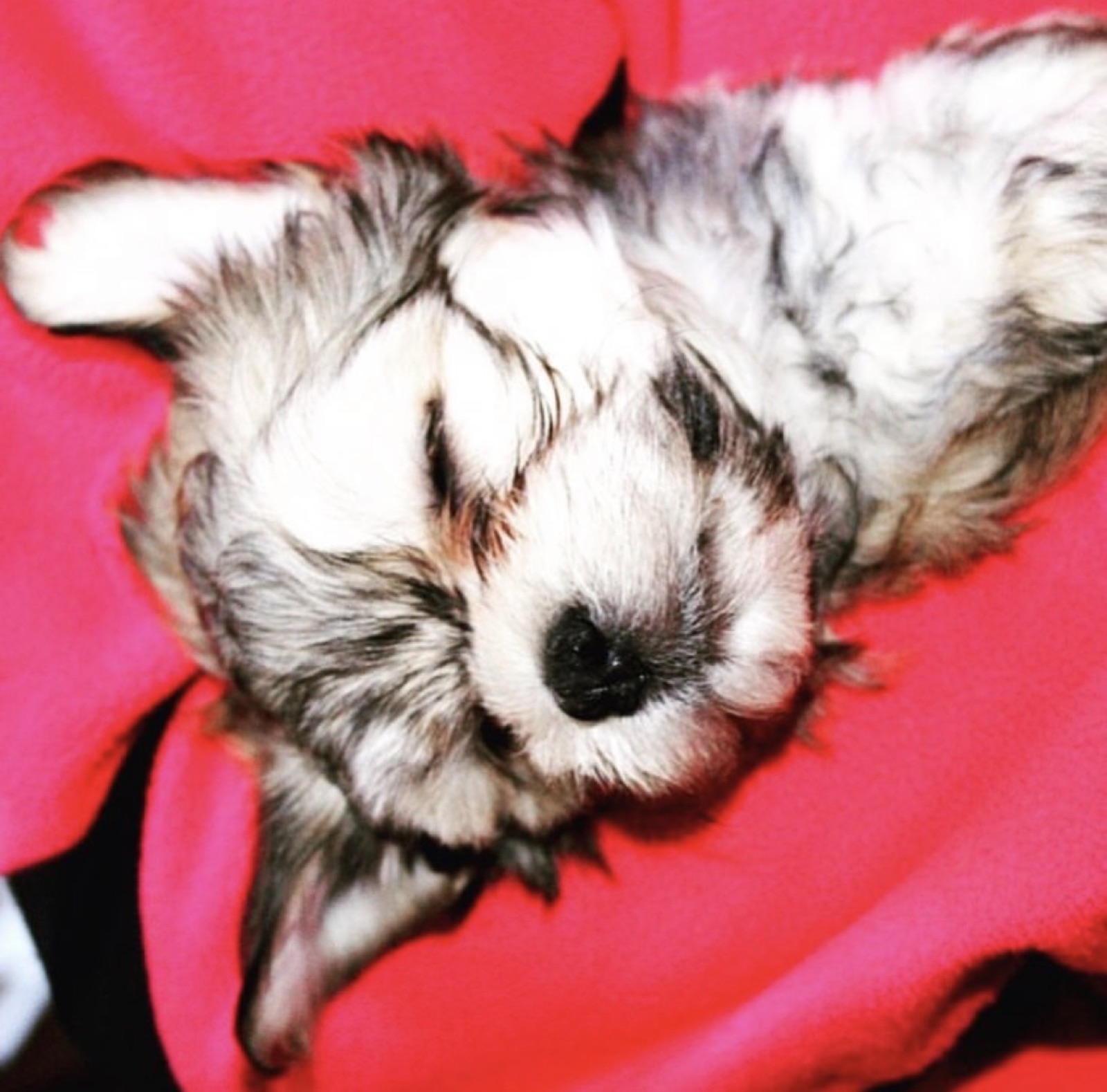 Fluffy puppy resting on a red blanket during Puppy Hour