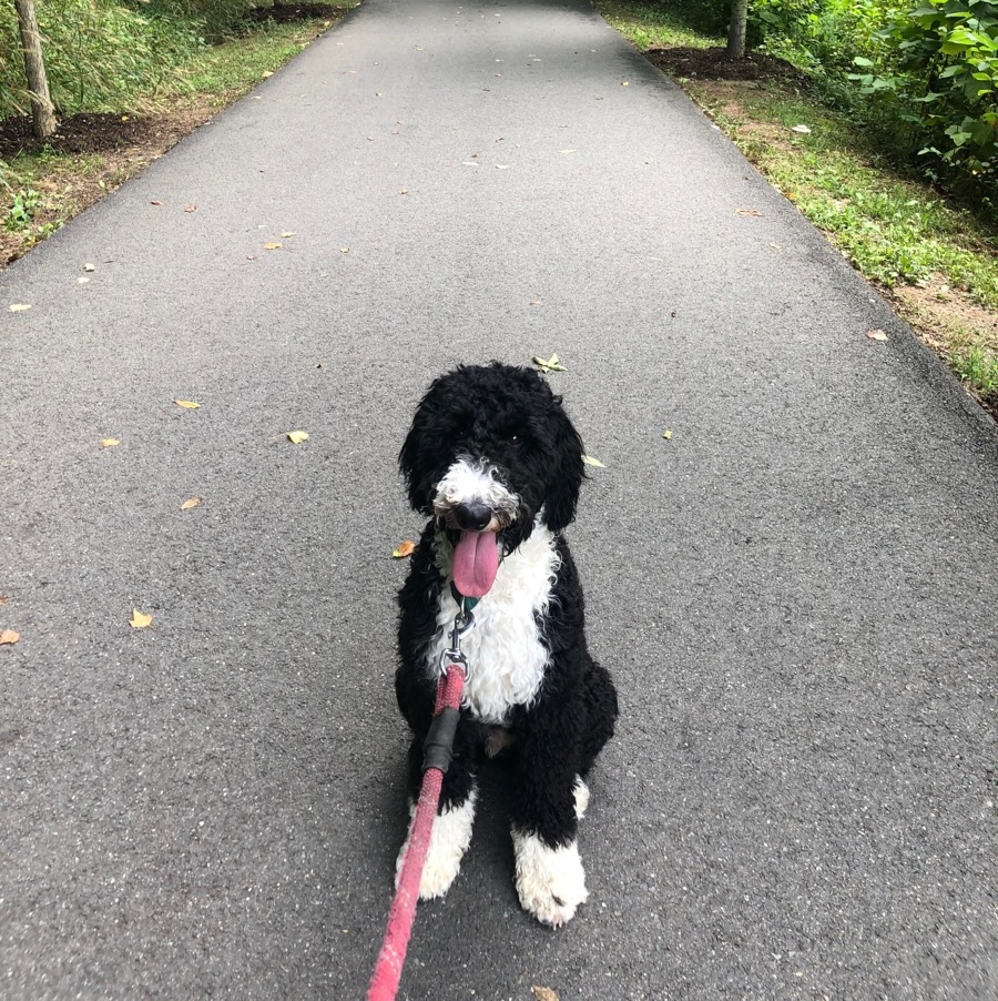 Dog walking on a leash during a VIP one-on-one session
